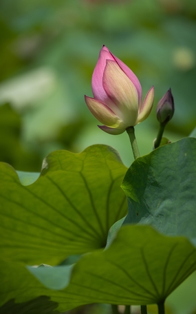 夏日荷塘绿色荷叶粉色荷花图片